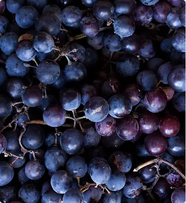 Cotnari Winery case study results