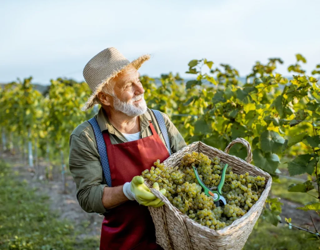 Cotnari Winery case study banner